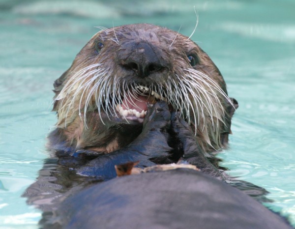 Celebrating Sea Otter Awareness Week # ...