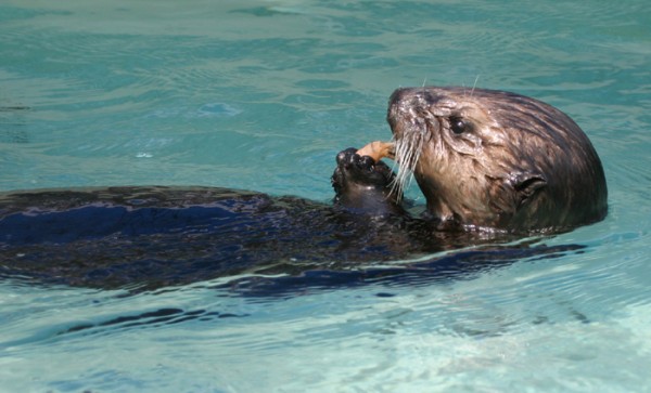 sea-otter-calloway-at-the-marine-mammal-center-3
