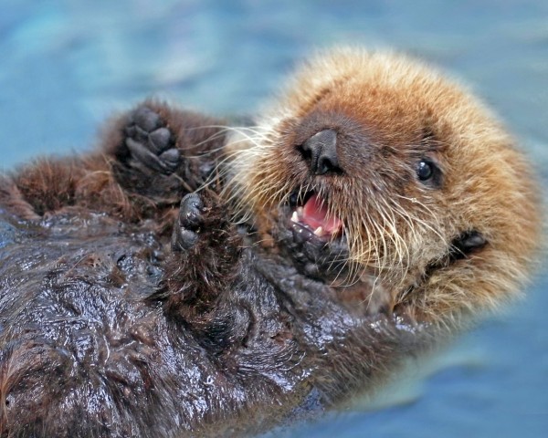 sea-otter-repo-at-the-marine-mammal-center