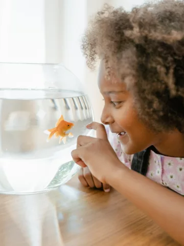 child looking at a Goldfish