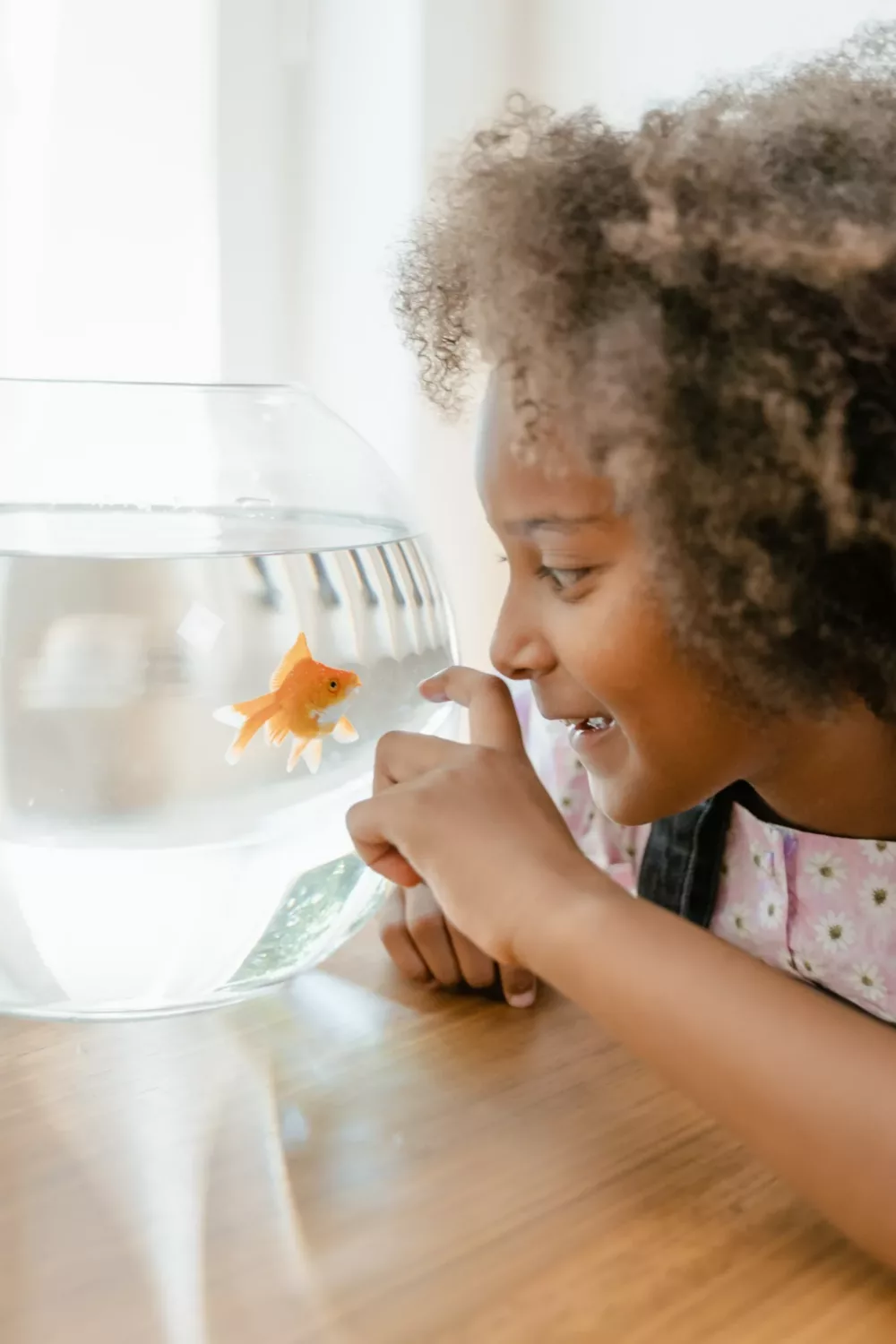 child looking at a Goldfish