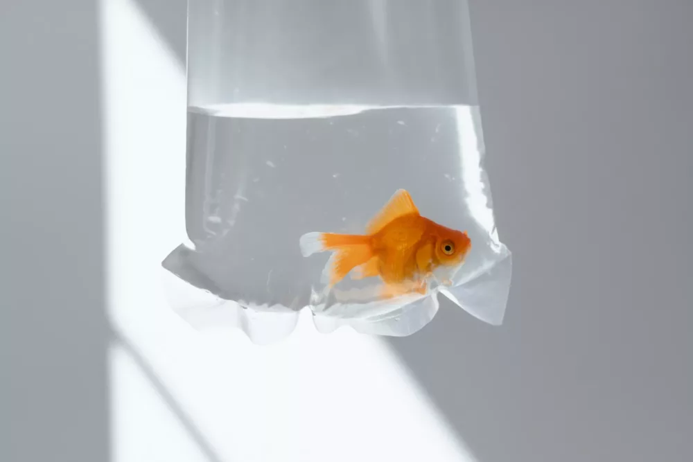 Goldfish in a water filled bag