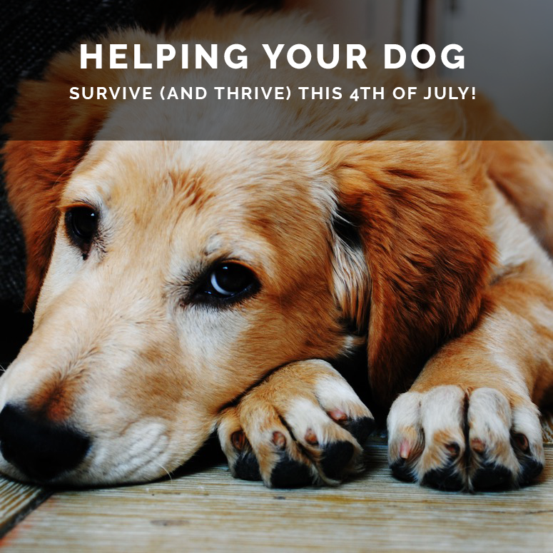 Helping Your Dog Survive and Thrive this 4th of July