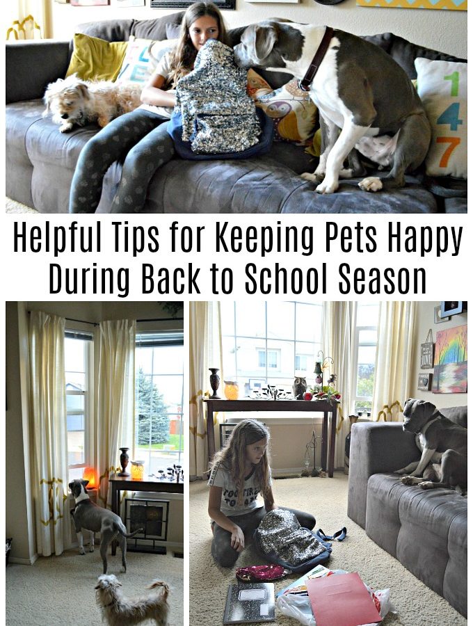 Helpful Tips for Keeping Pets Happy During Back to School Season #PurinaPartner