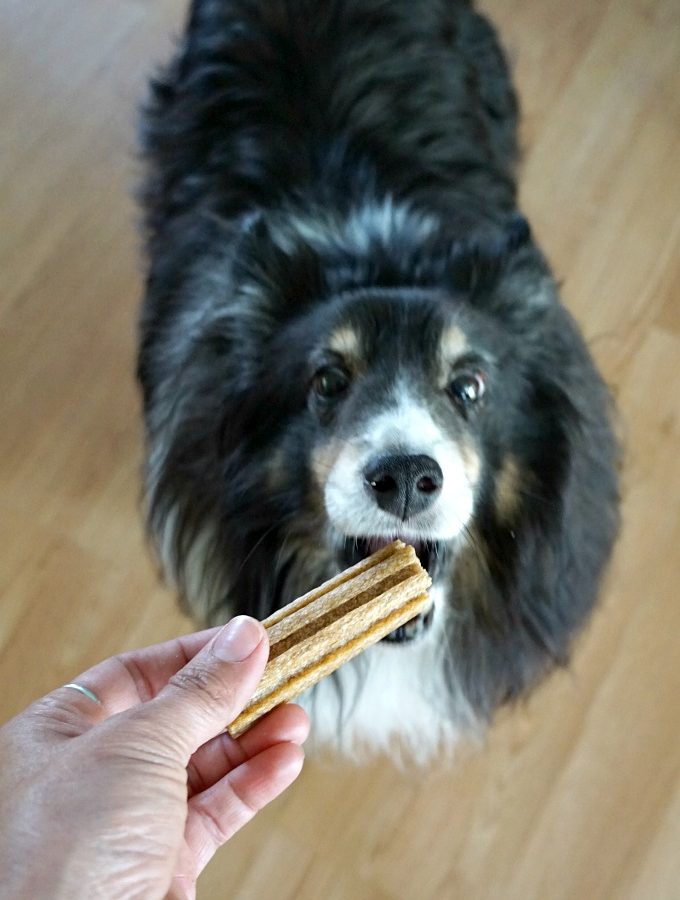 Bailey eating dog treats