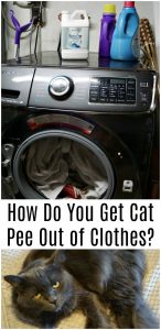 How Do You Get Cat Pee Out of Clothes