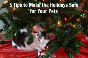 5 Tips to Make the Holidays Safe for Your Pets!