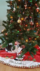 Make the Holidays Safe and FUN for Your Pets!