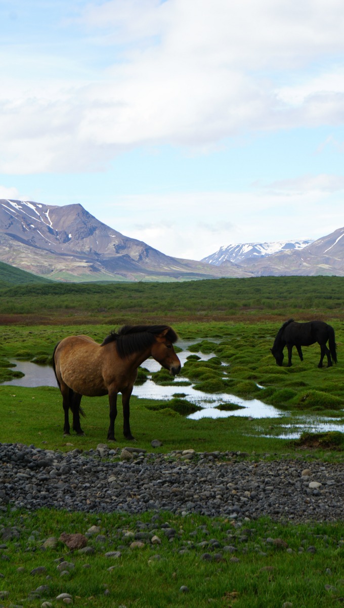 iceland horses