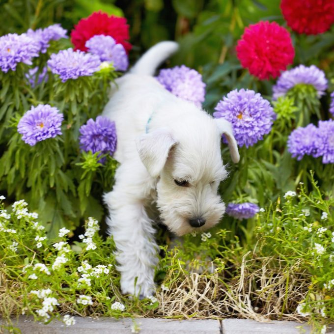 Tips for Pet-Safe Gardening