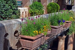 Tips for Pet-Safe Gardening