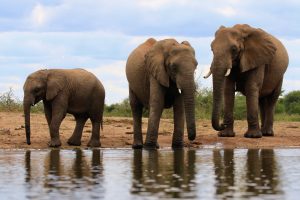 elephants safari south africa