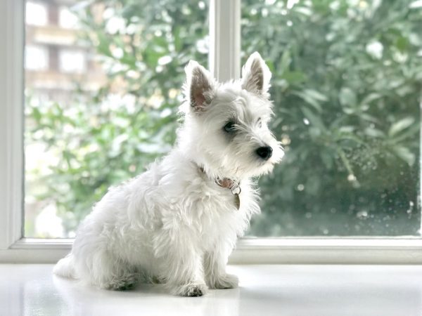 trimming westie