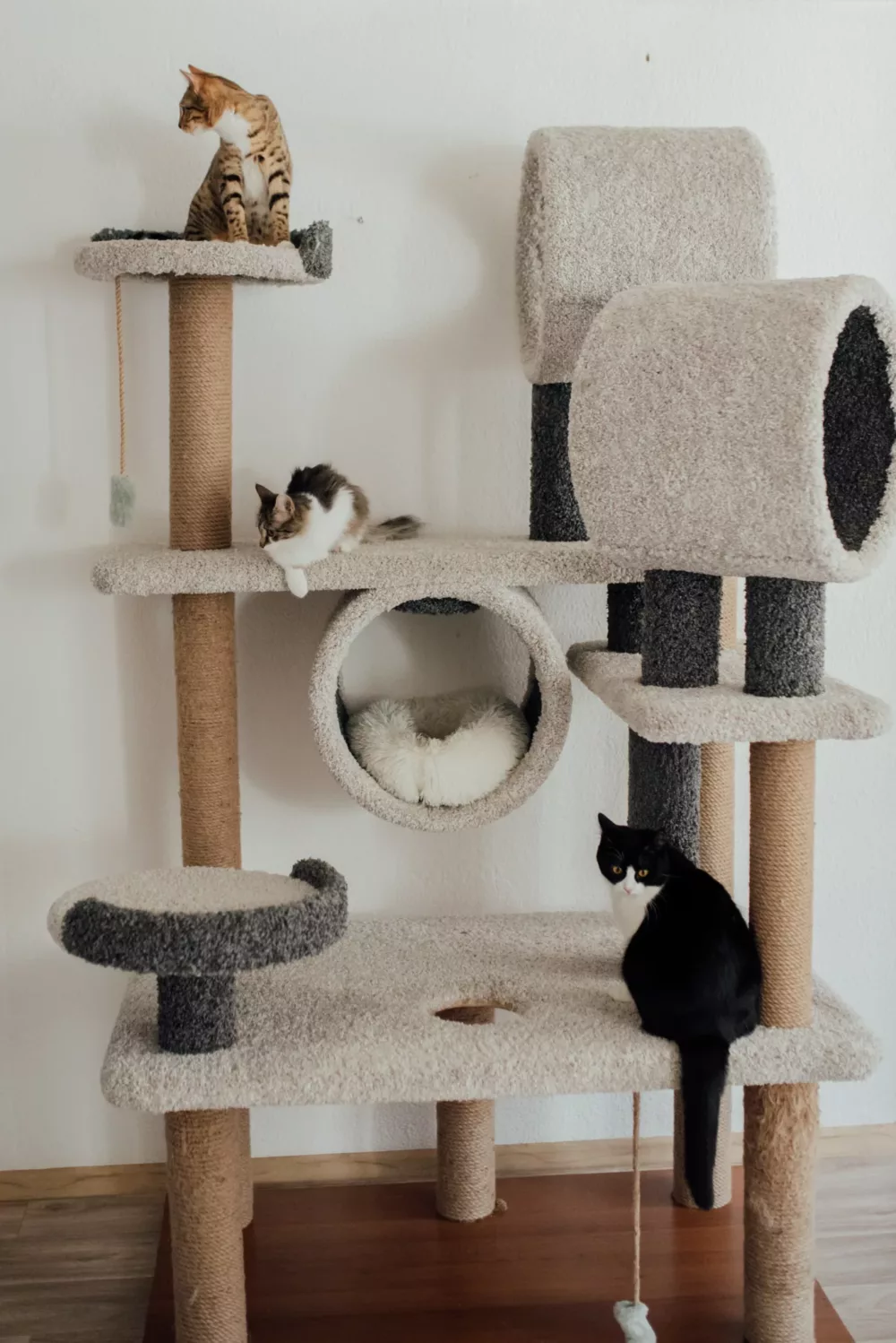 cats in a cat tree