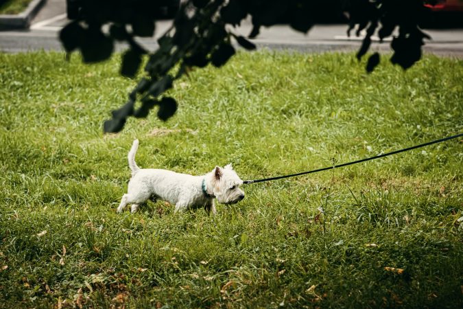 A Beginner's Guide On How To Properly Groom Your Westie