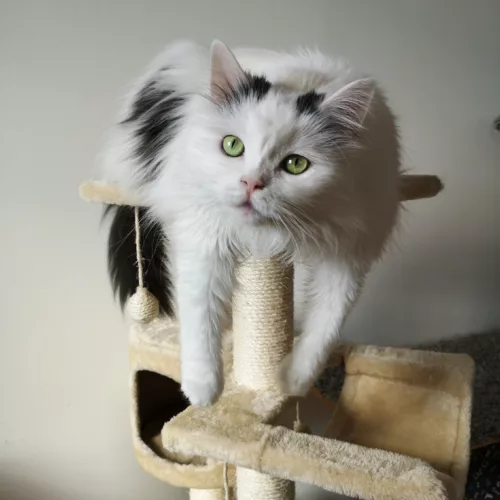 long haired white cat in a cat tree
