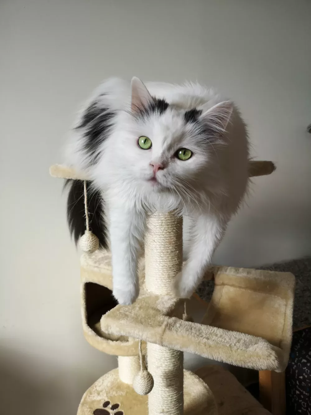 long haired white cat in a cat tree