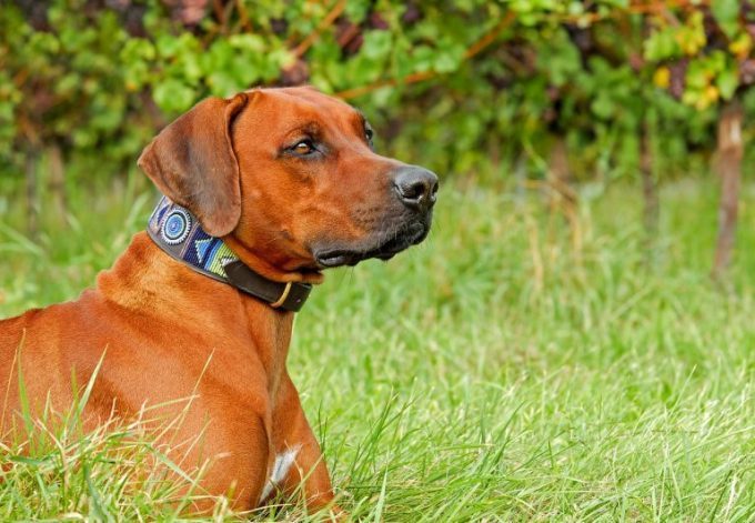 Ideal Gifts For Dog Lovers