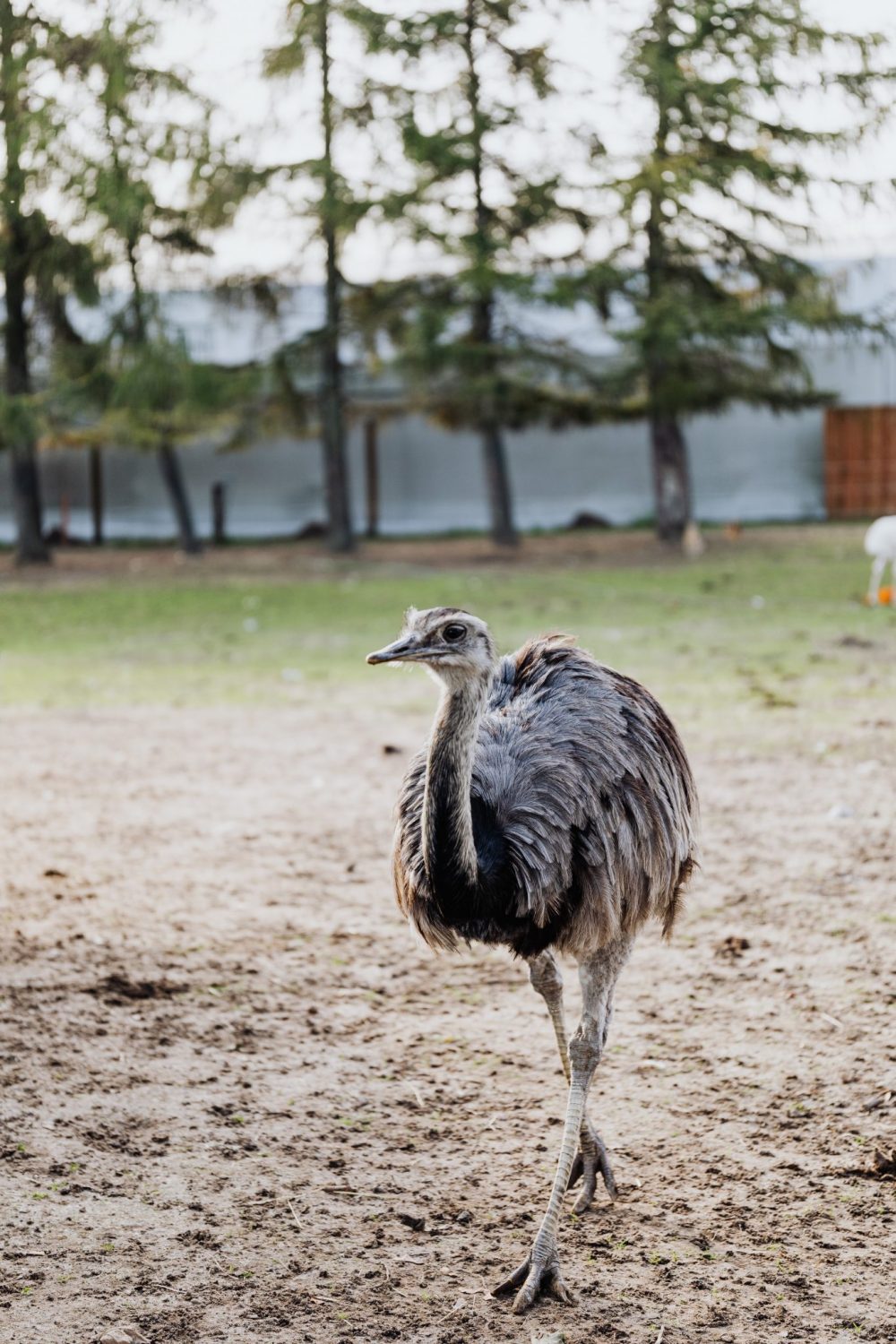 ostrich walking around in arizona