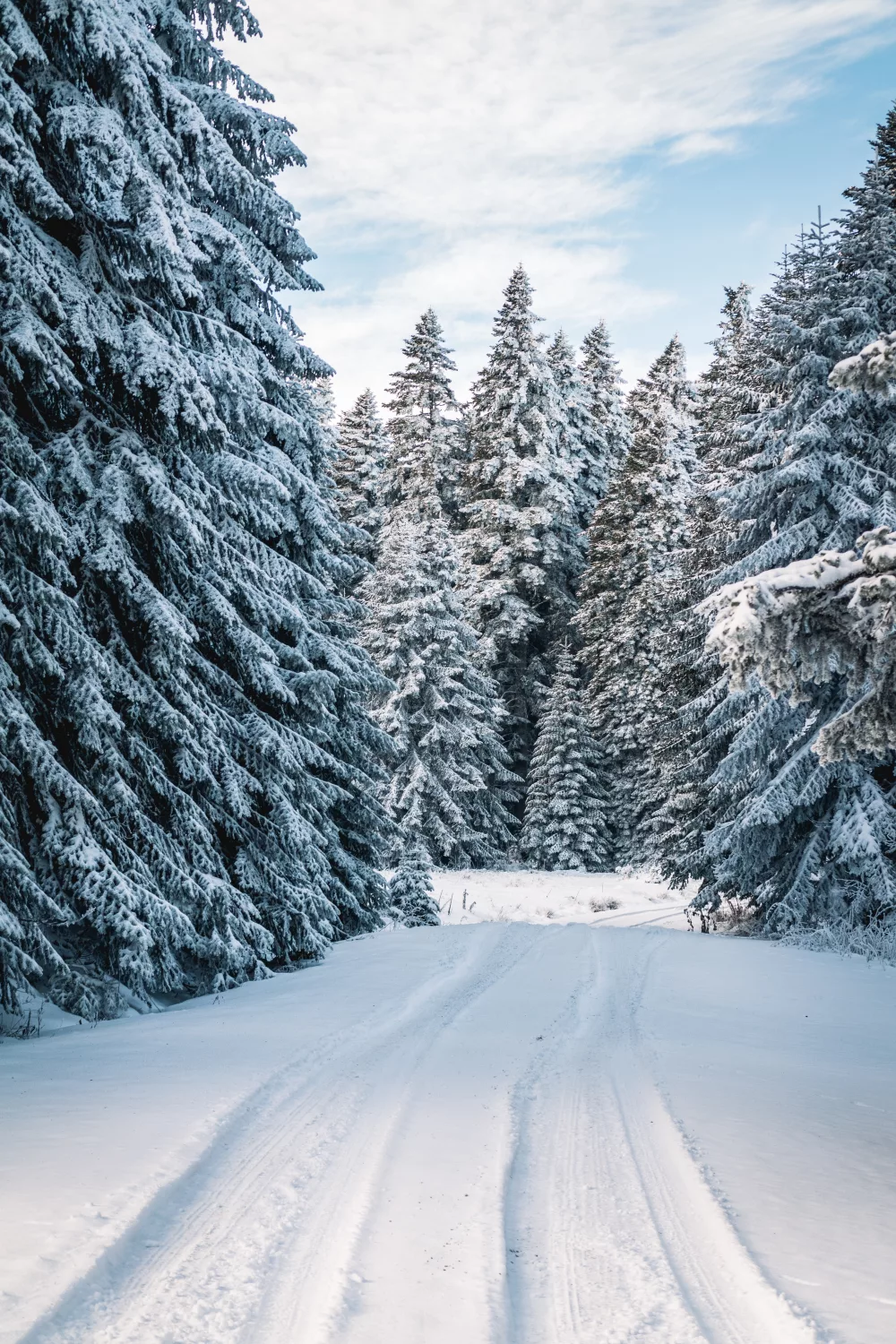 winter wonderland landscape with a snowy road and pine trees covered in snow