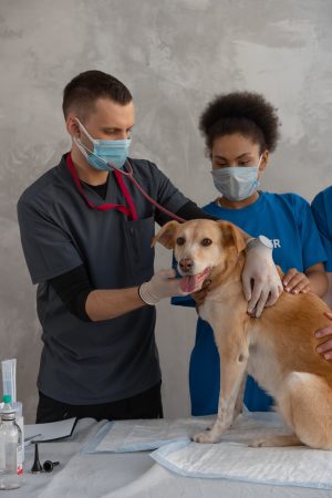 How to Care For Your Sick Pet