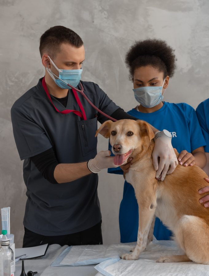 How to Care For Your Sick Pet