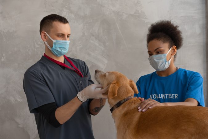How to Care For Your Sick Pet