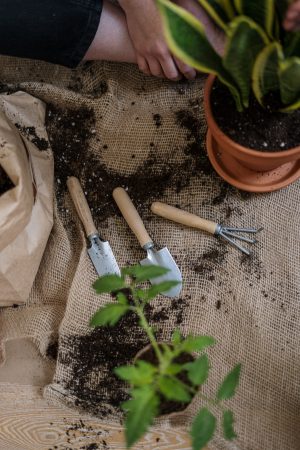 Things you need to do before hosting a garden party