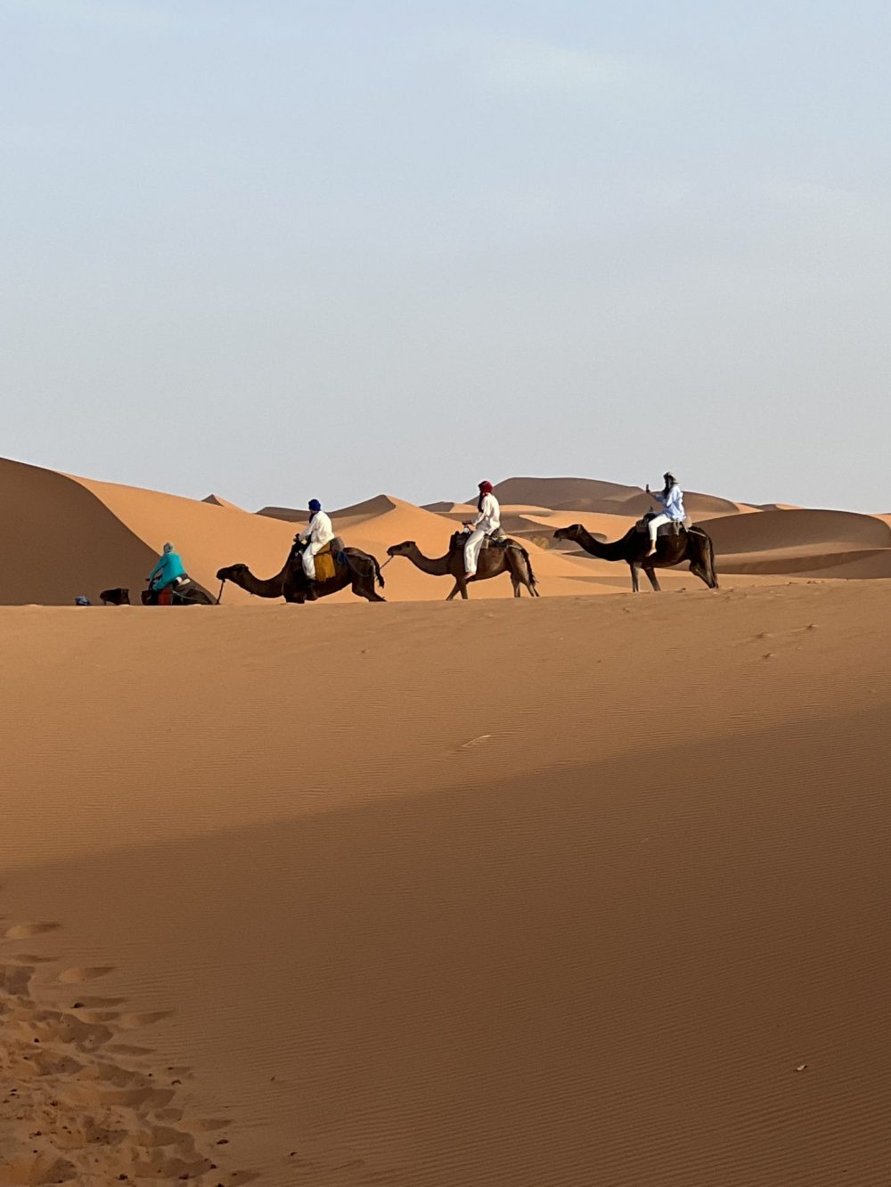 Camels riding through the Sahara Desert in Morocco