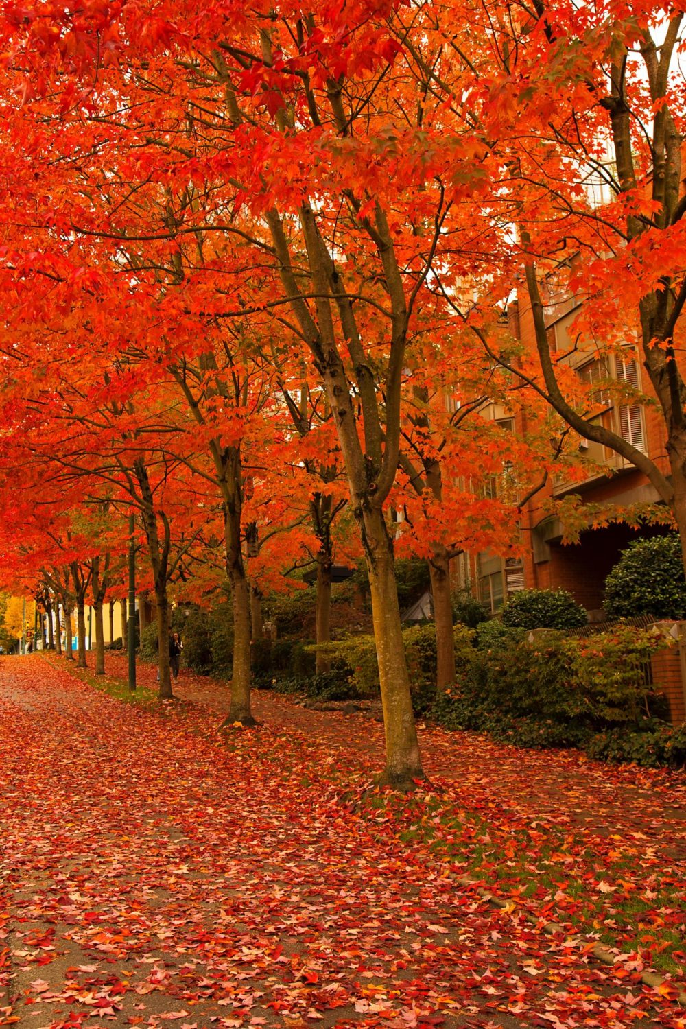 Trees With Red Leaves In Fall