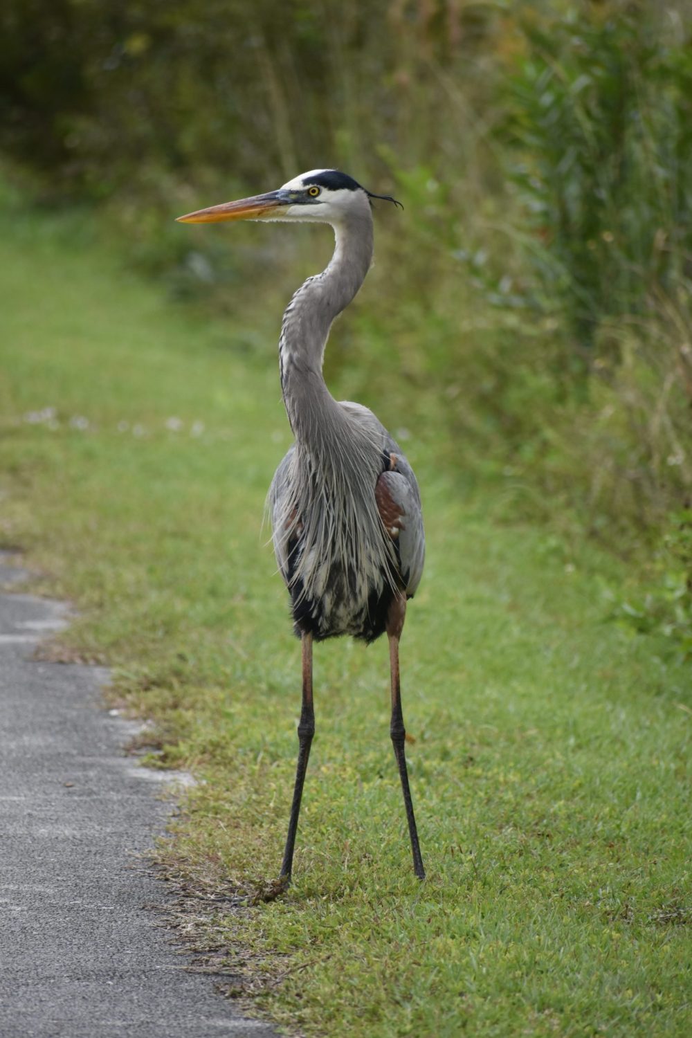 blue heron in the florida everglades