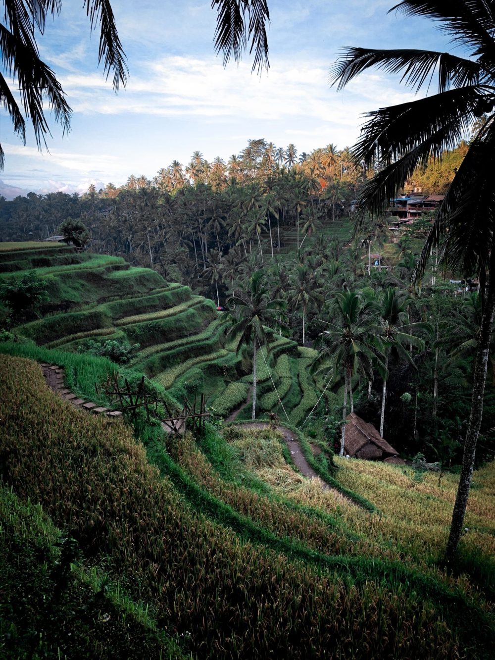 rice paddies in Bali