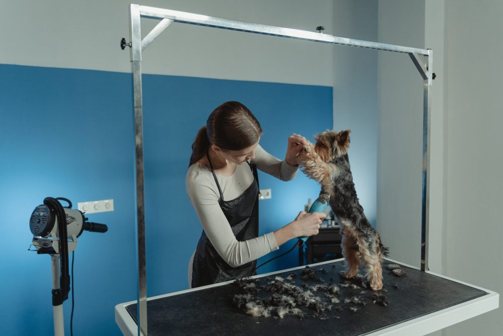 10 Things Dog Groomers Need to Keep Up With