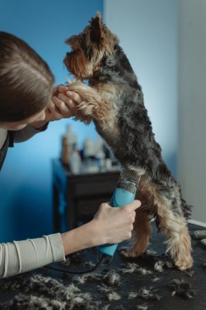 10 Things Dog Groomers Need to Keep Up With