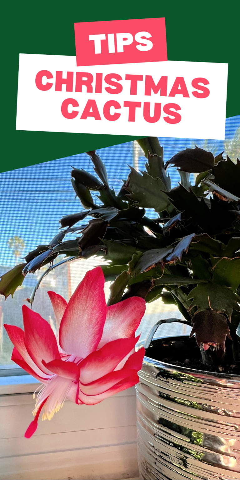 Are Coffee Grounds Good for Christmas Cactus The Rebel Chick