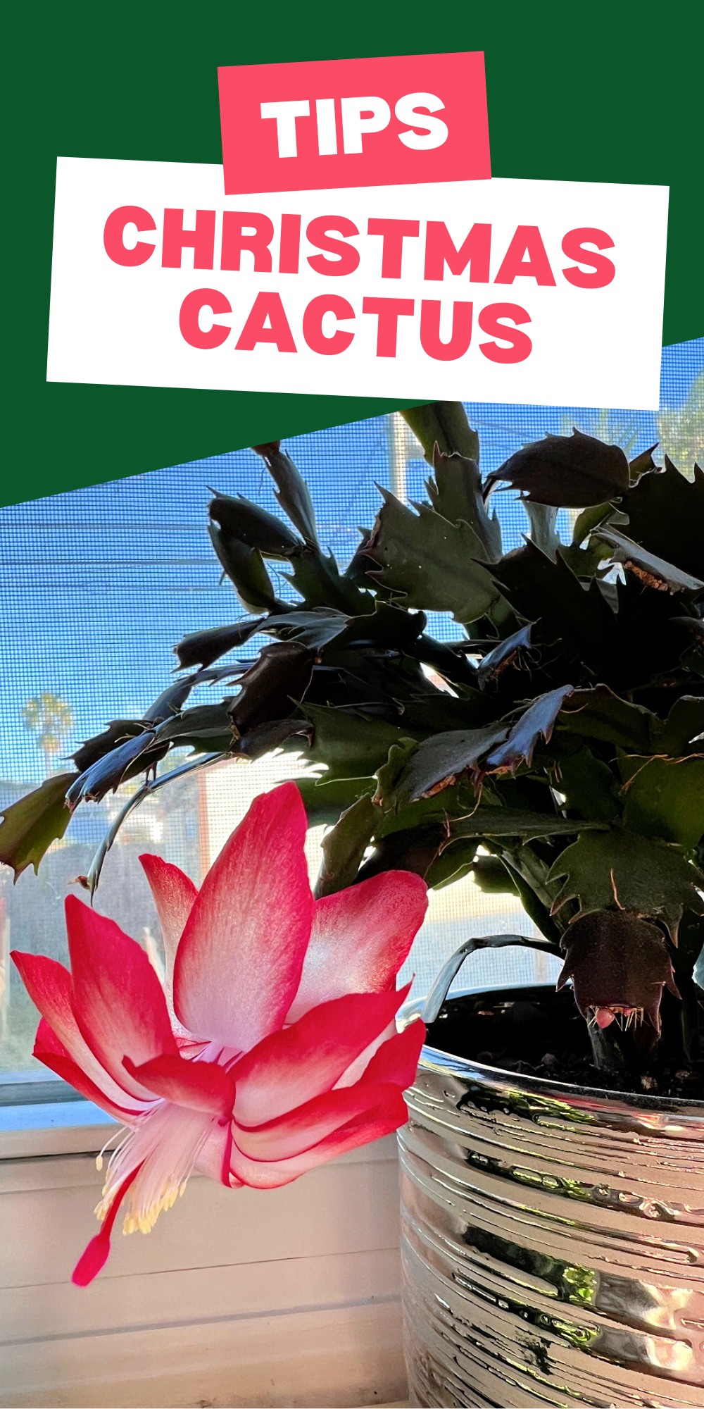 Are Coffee Grounds Good for Christmas Cactus