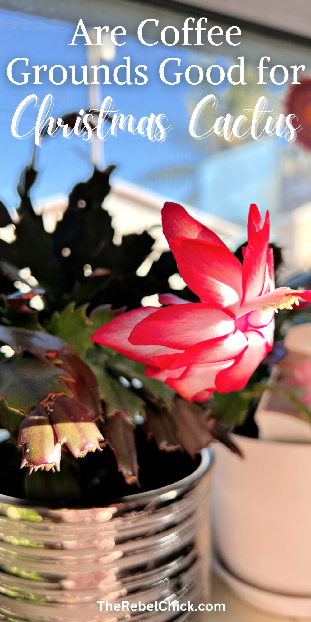 Are Coffee Grounds Good for Christmas Cactus