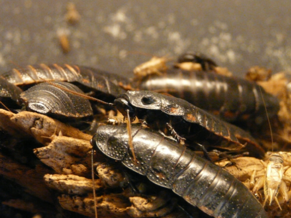 Madagascar Hissing Cockroaches in a pile