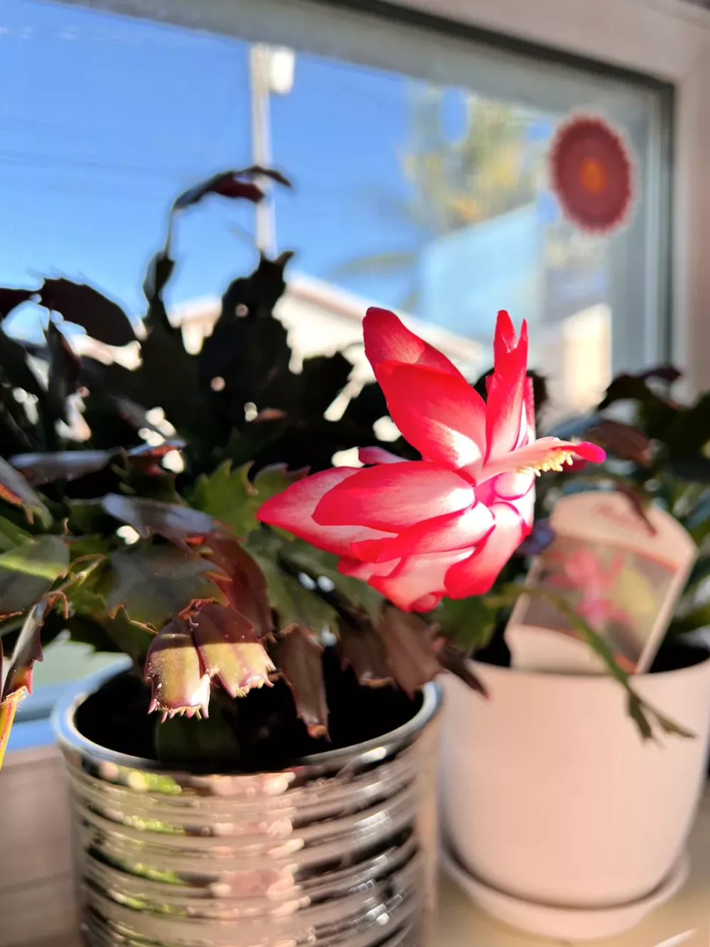 Plant Care Tips to get a Holiday Cactus to Bloom