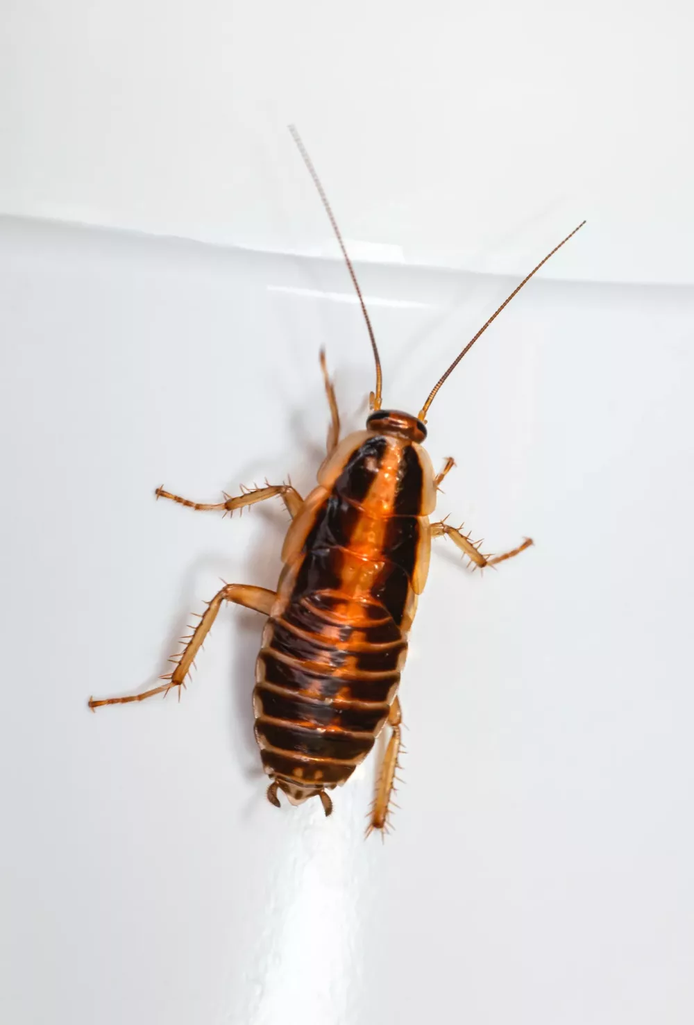 Learn About Madagascar Hissing Cockroach Care