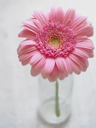 pink gerbera daisy in a glass The Ultimate Guide To Wedding Anniversary Flowers By Year