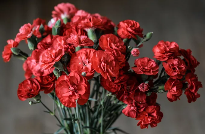 beautiful red carnations - The Ultimate Guide To Wedding Anniversary Flowers By Year