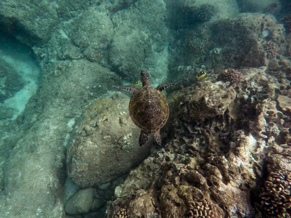 sea turtle underwater on a Key Largo Snorkeling Tour
