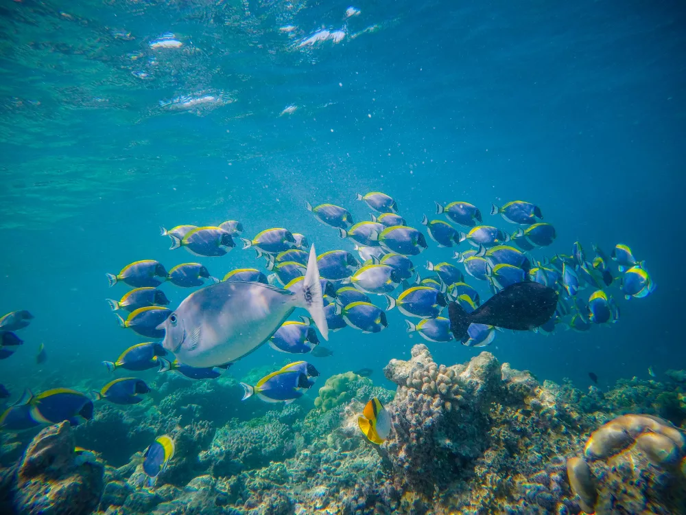 blue tangs swimming around a coral reef
