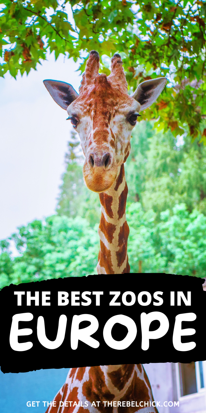 Best Zoos in Europe The Rebel Chick