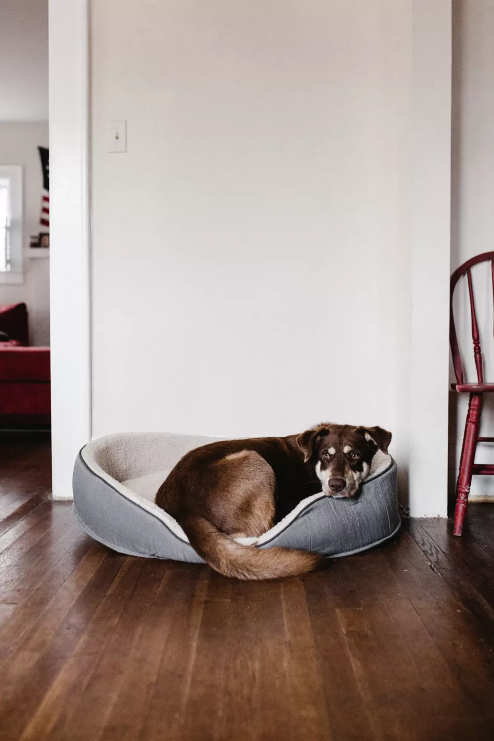 dog laying in dog bed