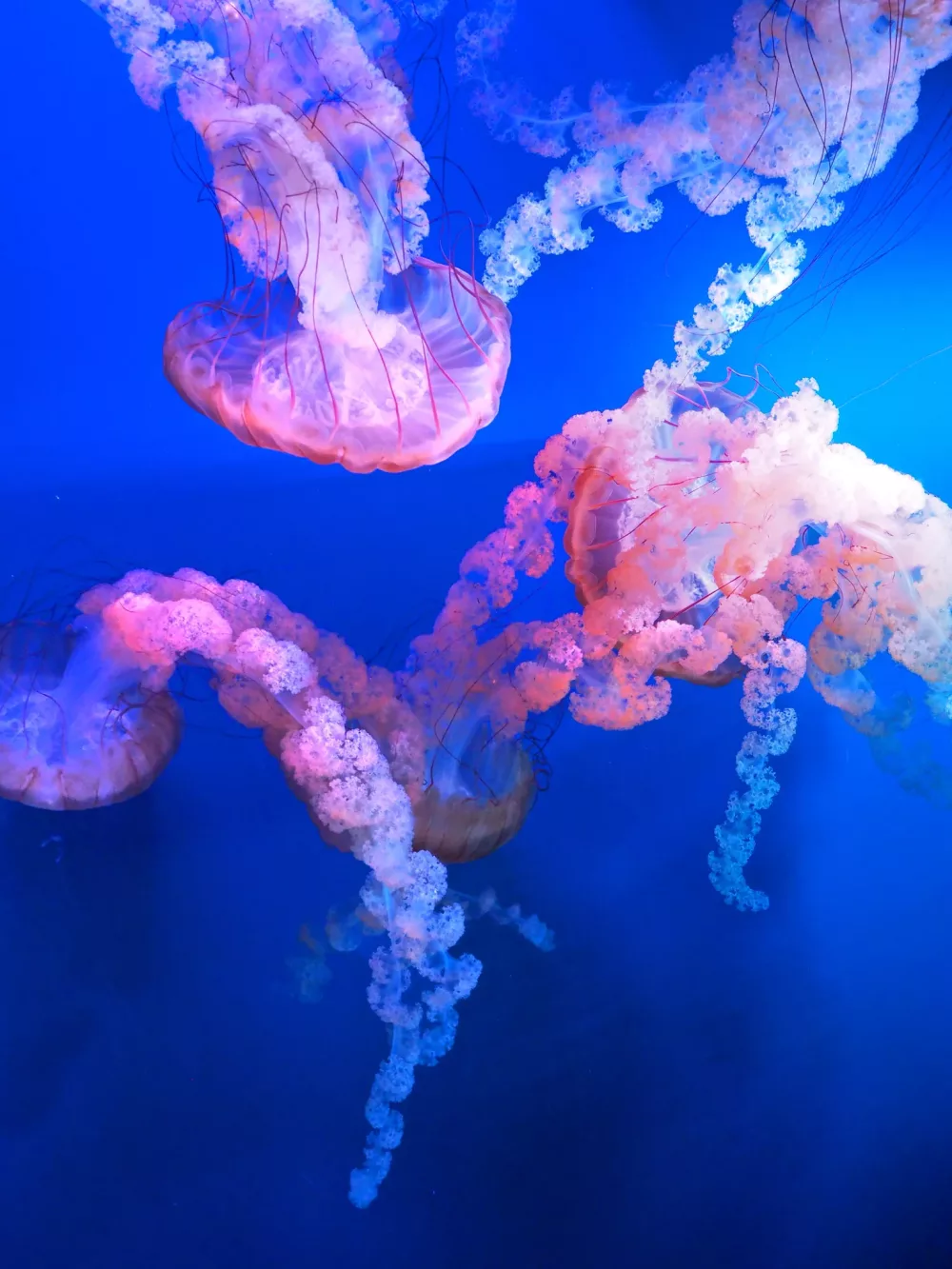 jellyfish in Aquariums in Malaysia