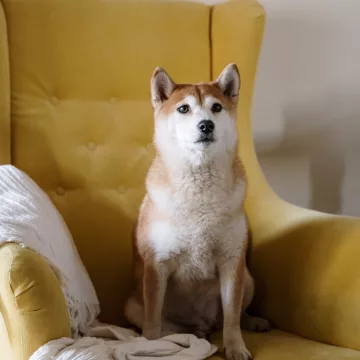 dog sitting on a chair