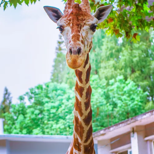 giraffe at london zoo