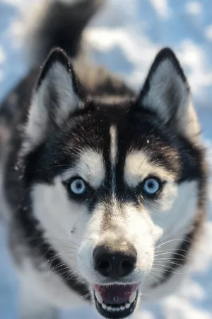 husky adult dog